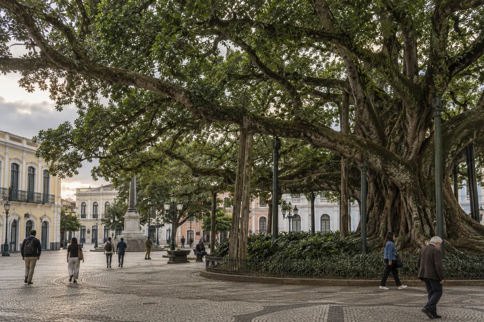A figueira centenária da Praça XV de Novembro, no Centro de Florianópolis, com pedestres e casarões ao redor