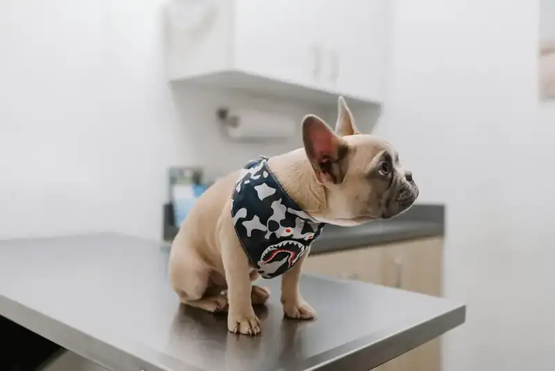 Buldogue francês de bandana sentado na mesa de exame da clínica