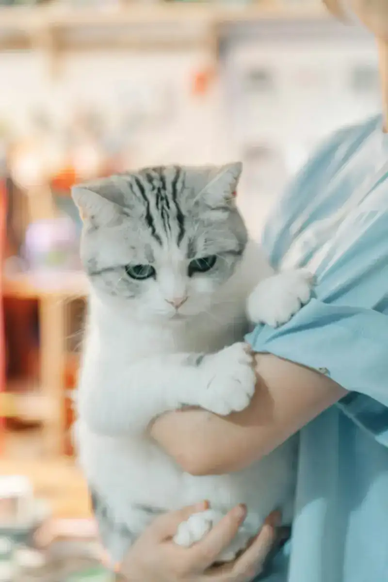 Gato cinza e branco no colo de uma veterinária
