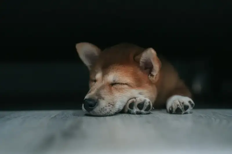 Cão shiba dormindo no chão em ambiente com pouca luz
